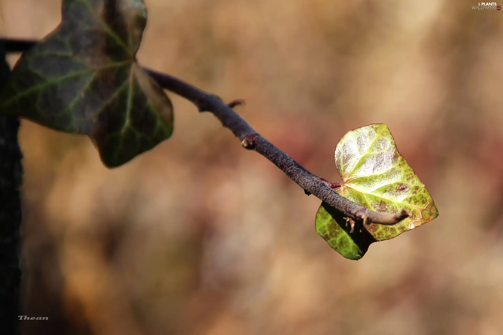 ivy, young, leaf