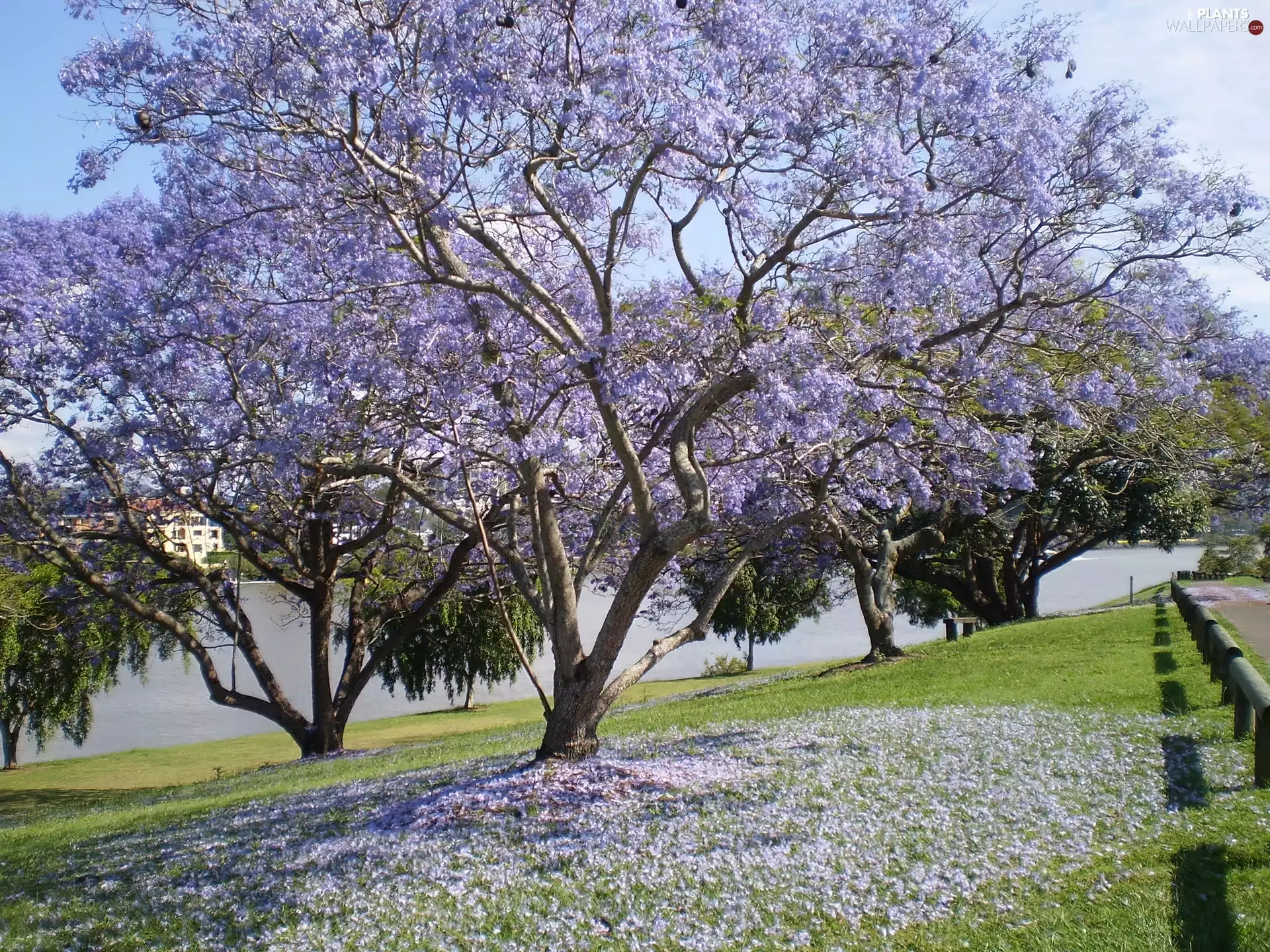 Jacaranda, Meadow, Blossoming
