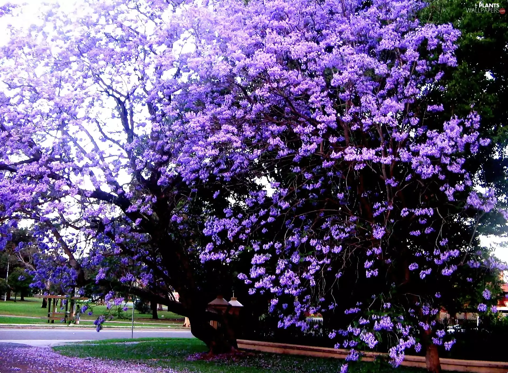 Jacaranda, Park, Blossoming