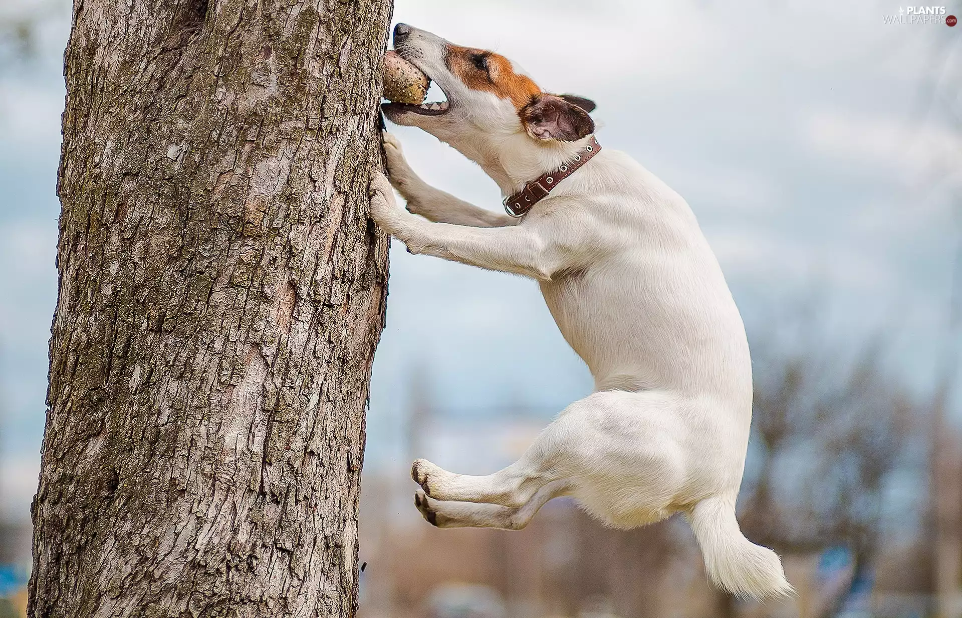 dog, trees, jump, Jack Russell Terrier