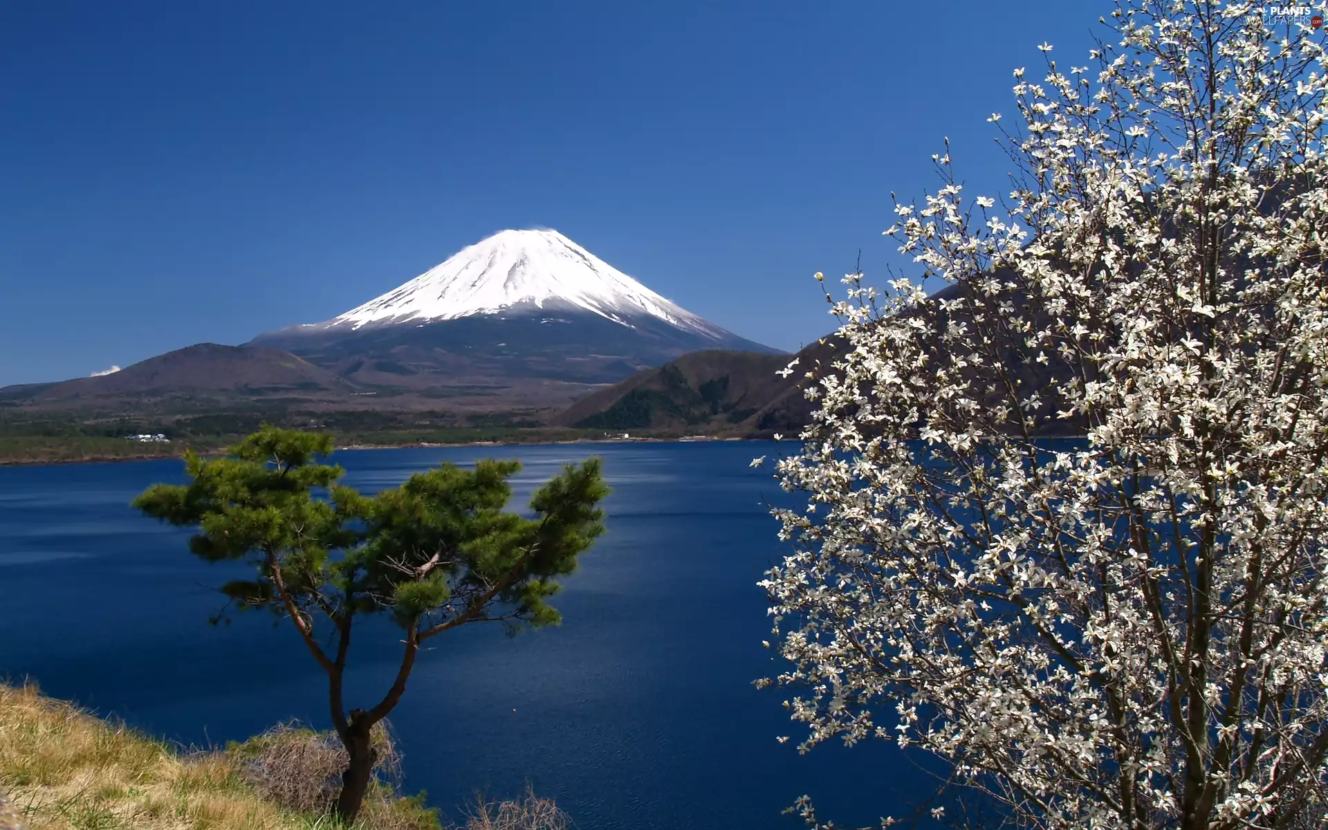 trees, lake, Fuji, Japan, mountains, flourishing