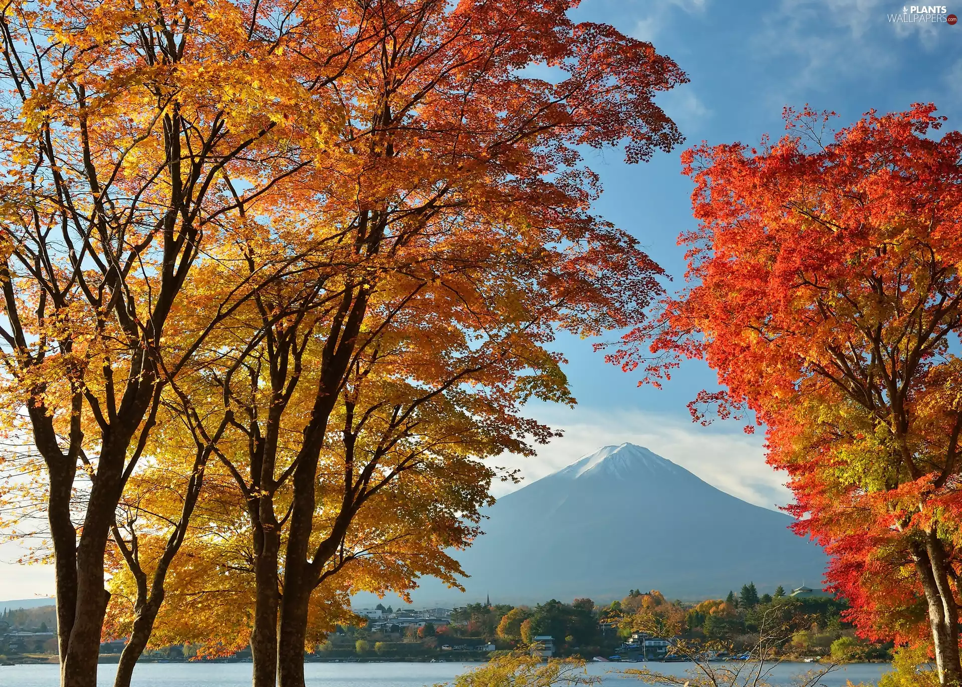 forest, mountains, viewes, Japan, trees, Fuji