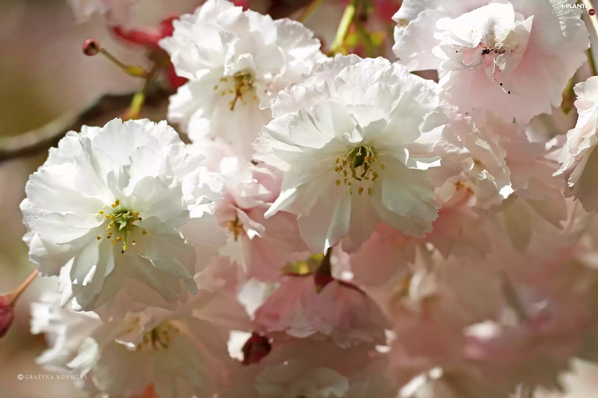 Pink, Fruit Tree, Japanese Cherry, Flowers