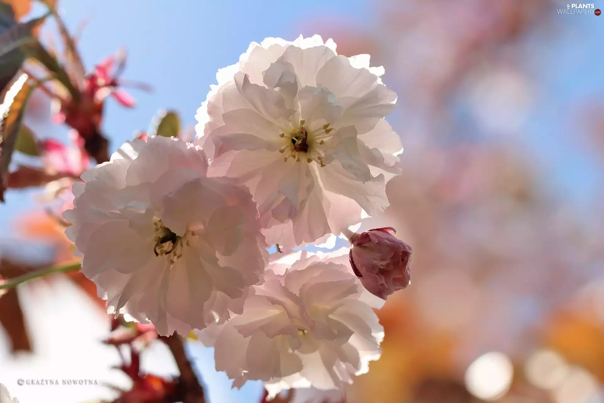 Pink, Fruit Tree, Japanese Cherry, Flowers