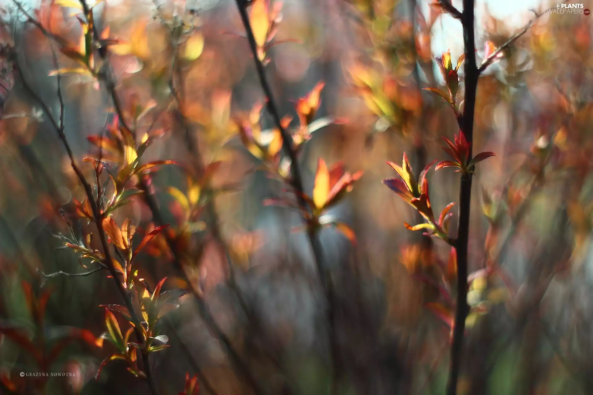 Spiraea, Leaf, Bush, Japanese