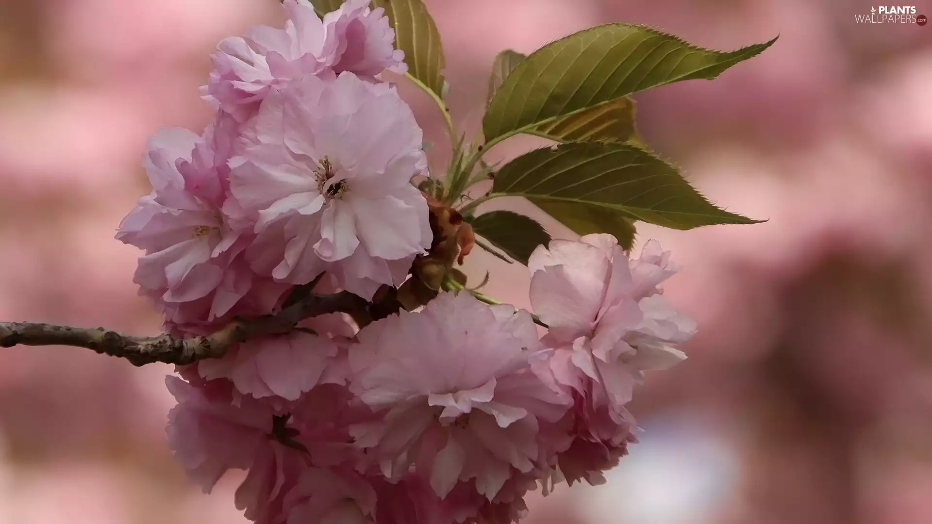 Fruit Tree, Flowers, Japanese Cherry, twig