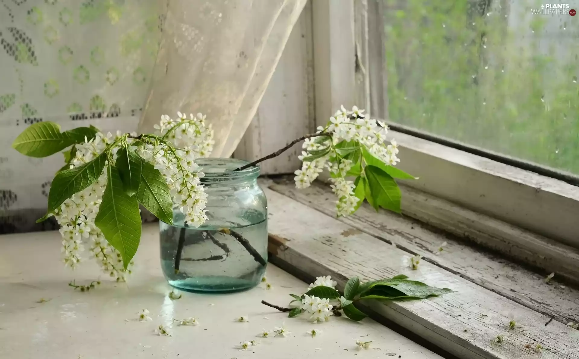 Flowers, Window, Twigs, jar, Bird Cherry, parapet