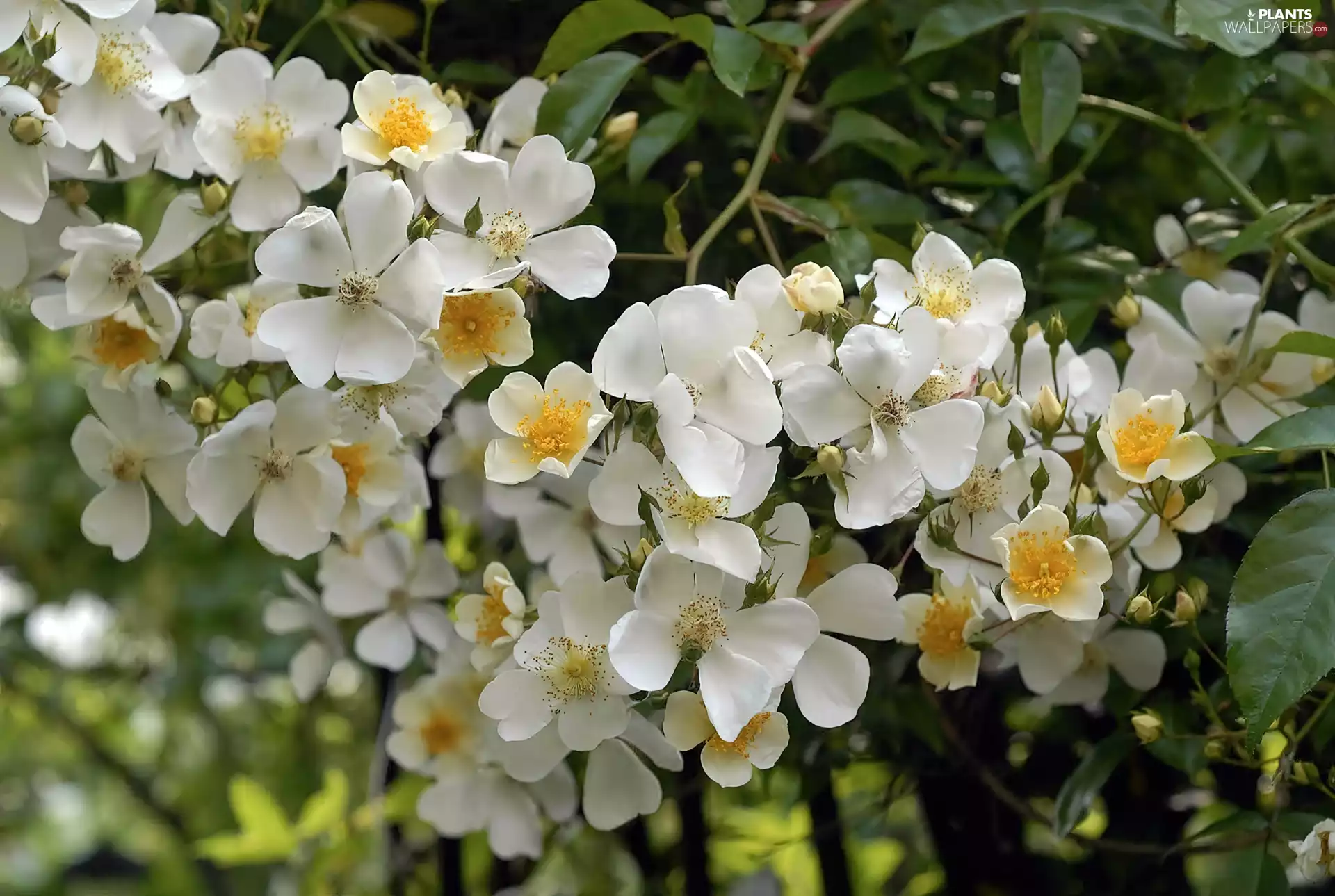 jasmine, flower, Bush