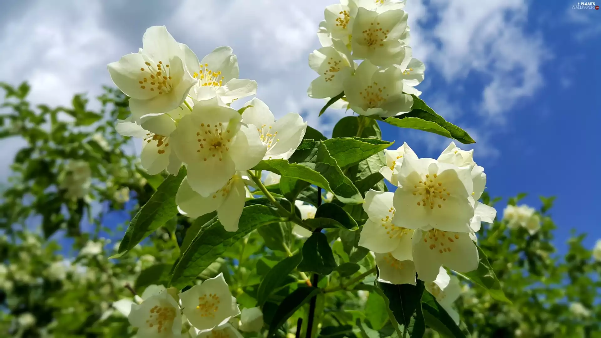 jasmine, Twigs, flower