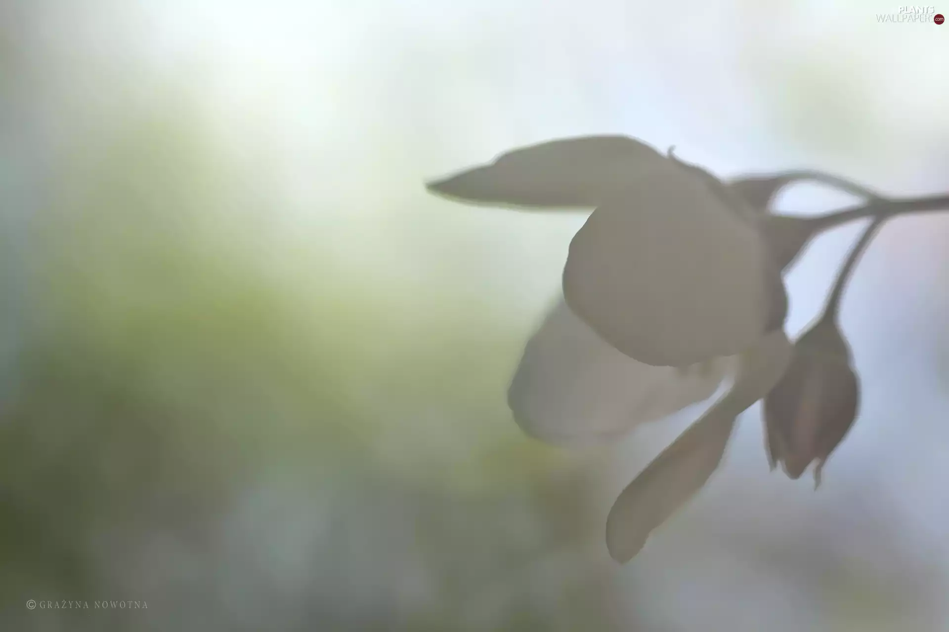 jasmine, Colourfull Flowers