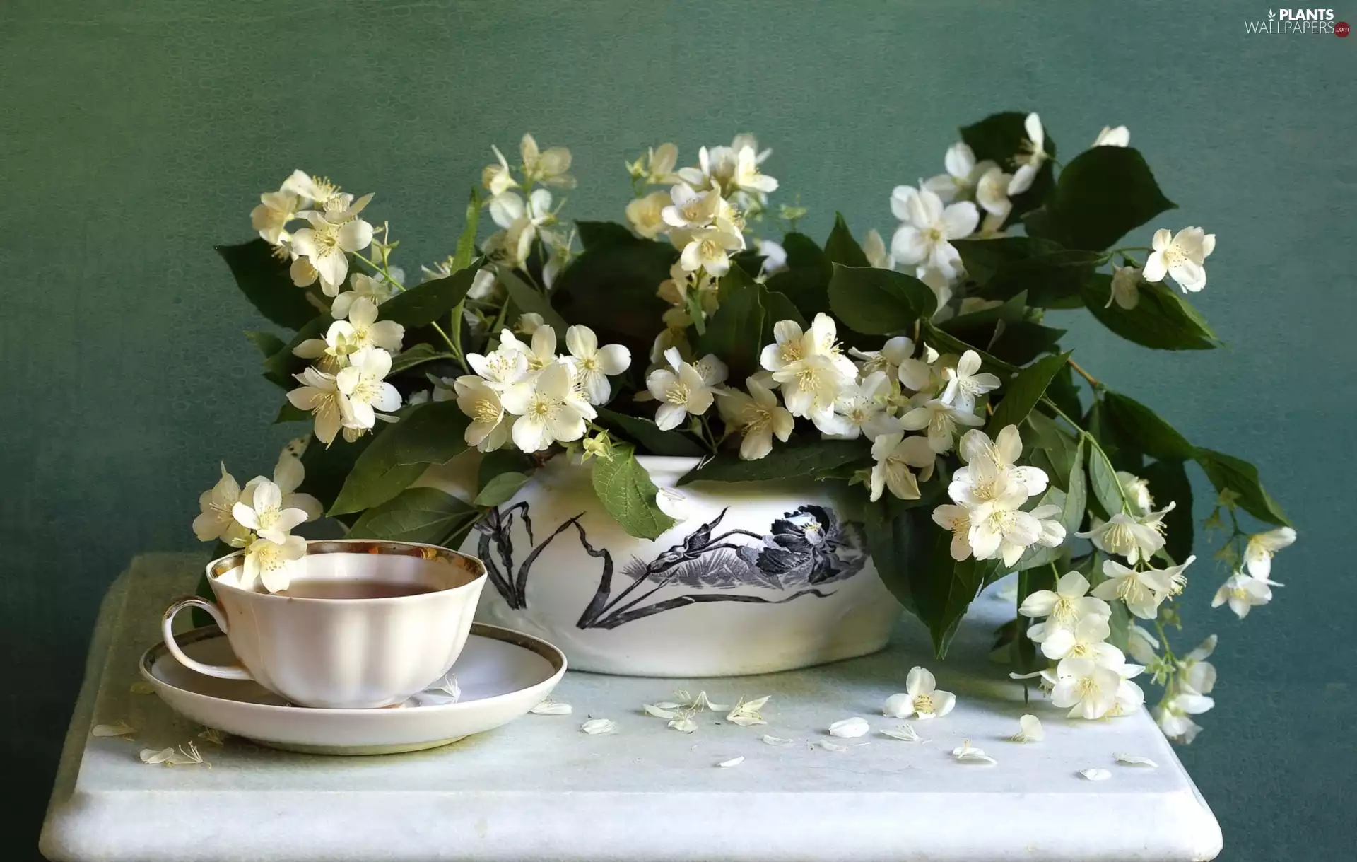Flowers, cup, composition, jasmine