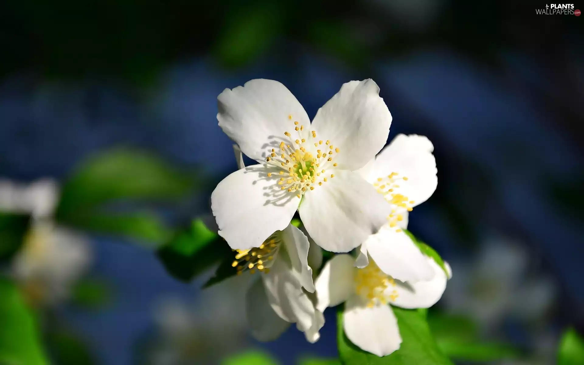 jasmine, White, Flowers