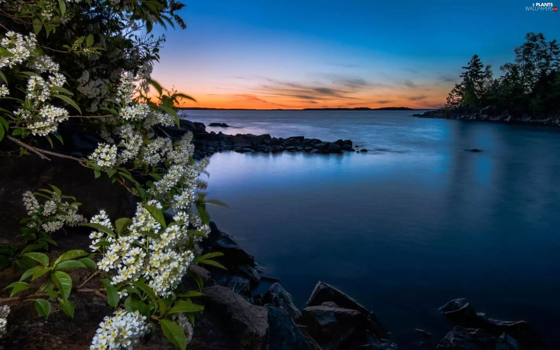 Great Sunsets, lake, jasmine