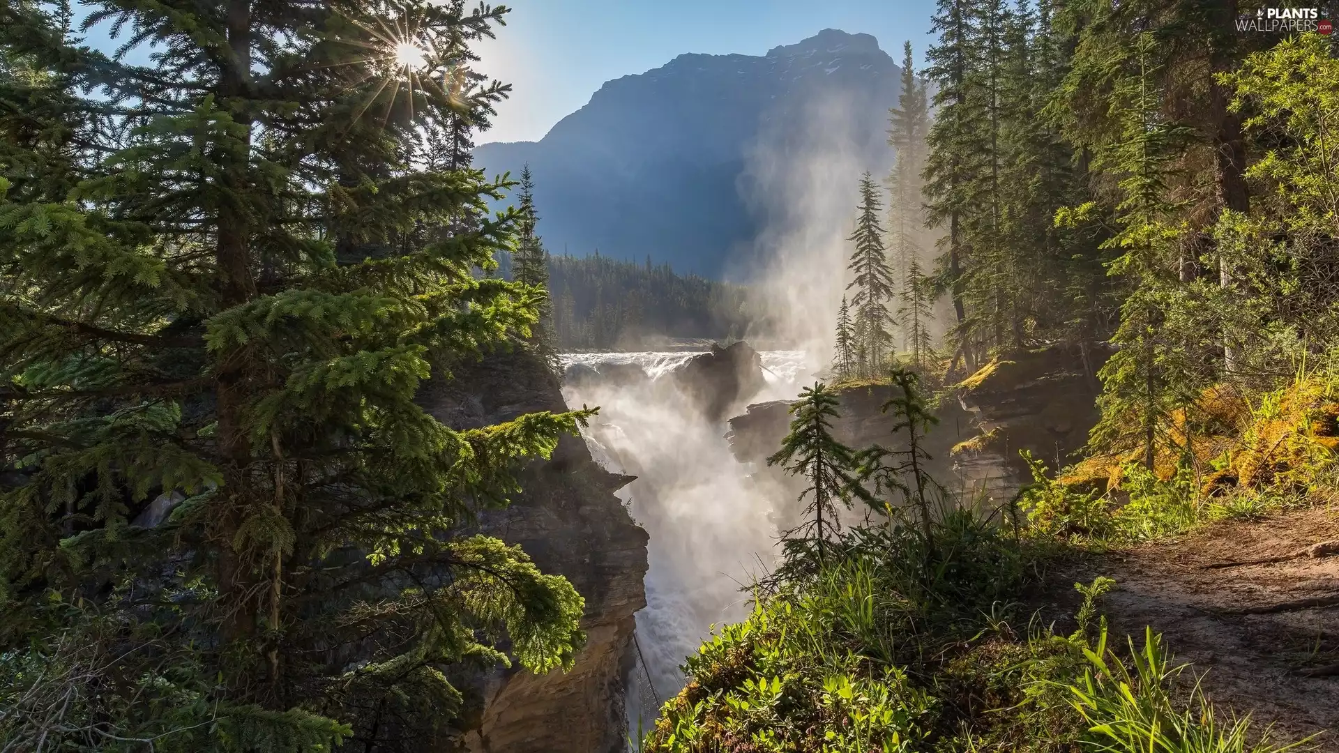 Athabasca Falls, Mountains, sun, River, Spruces, Jasper National Park, Canada, Fog