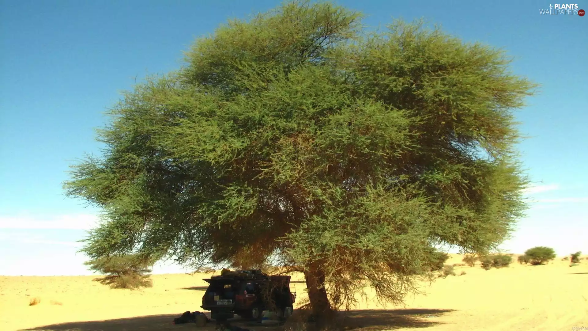 jeep, savanna, acacia