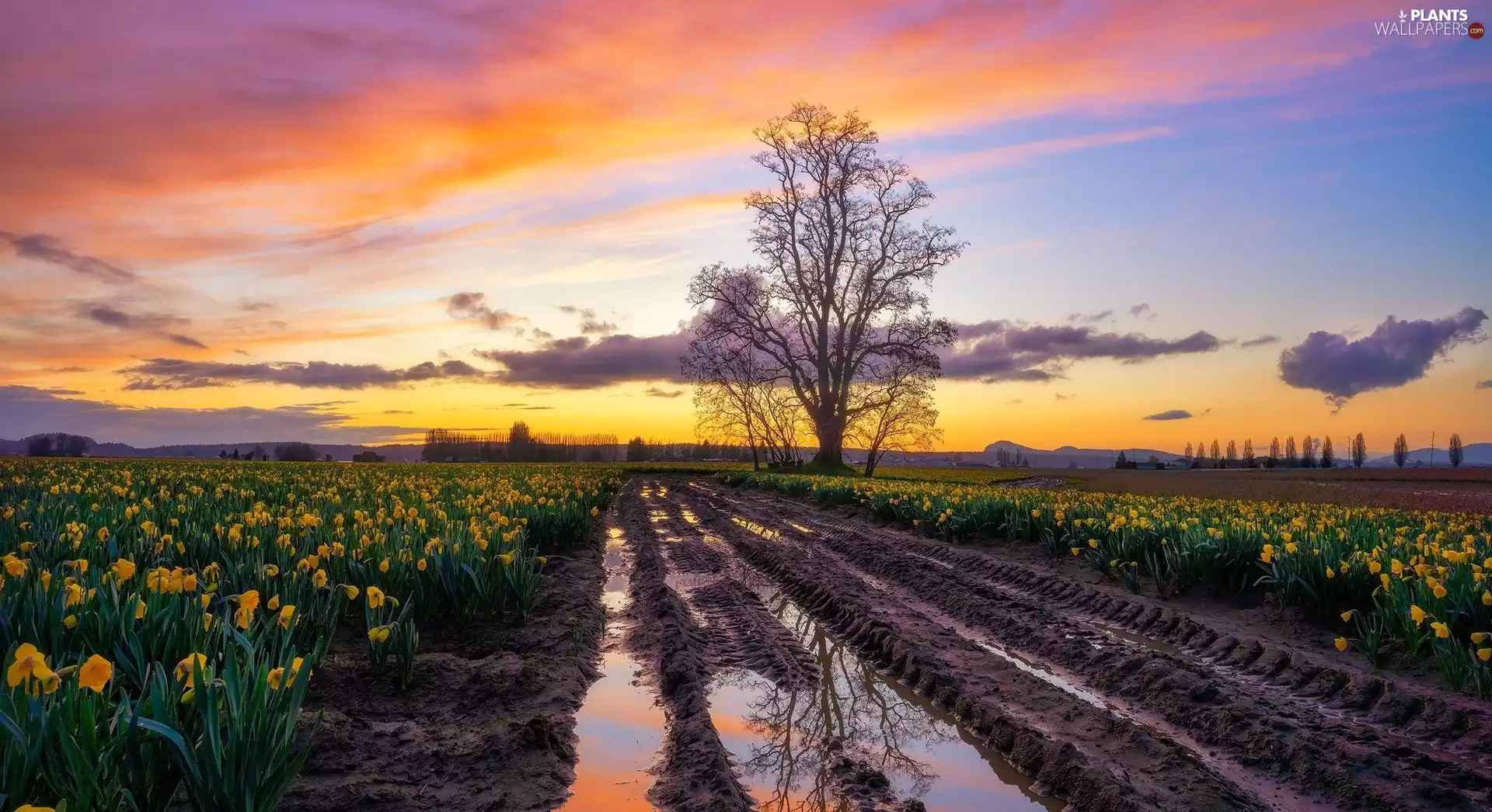 Jonquil, trees, Great Sunsets, The muddy, clouds, Yellow, plantation, Way