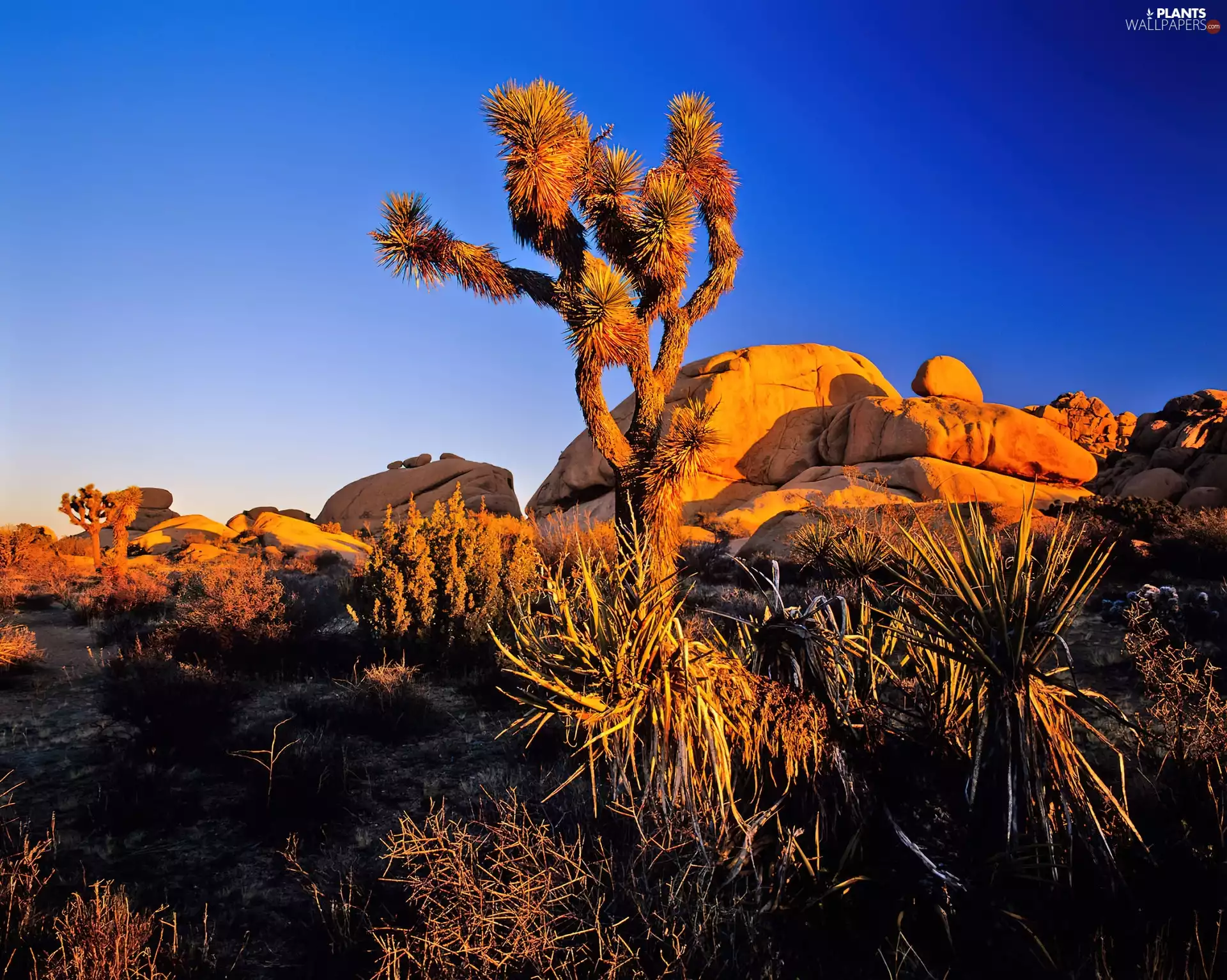 Joshua Tree National Park, California, The United States, Joshua Tree
