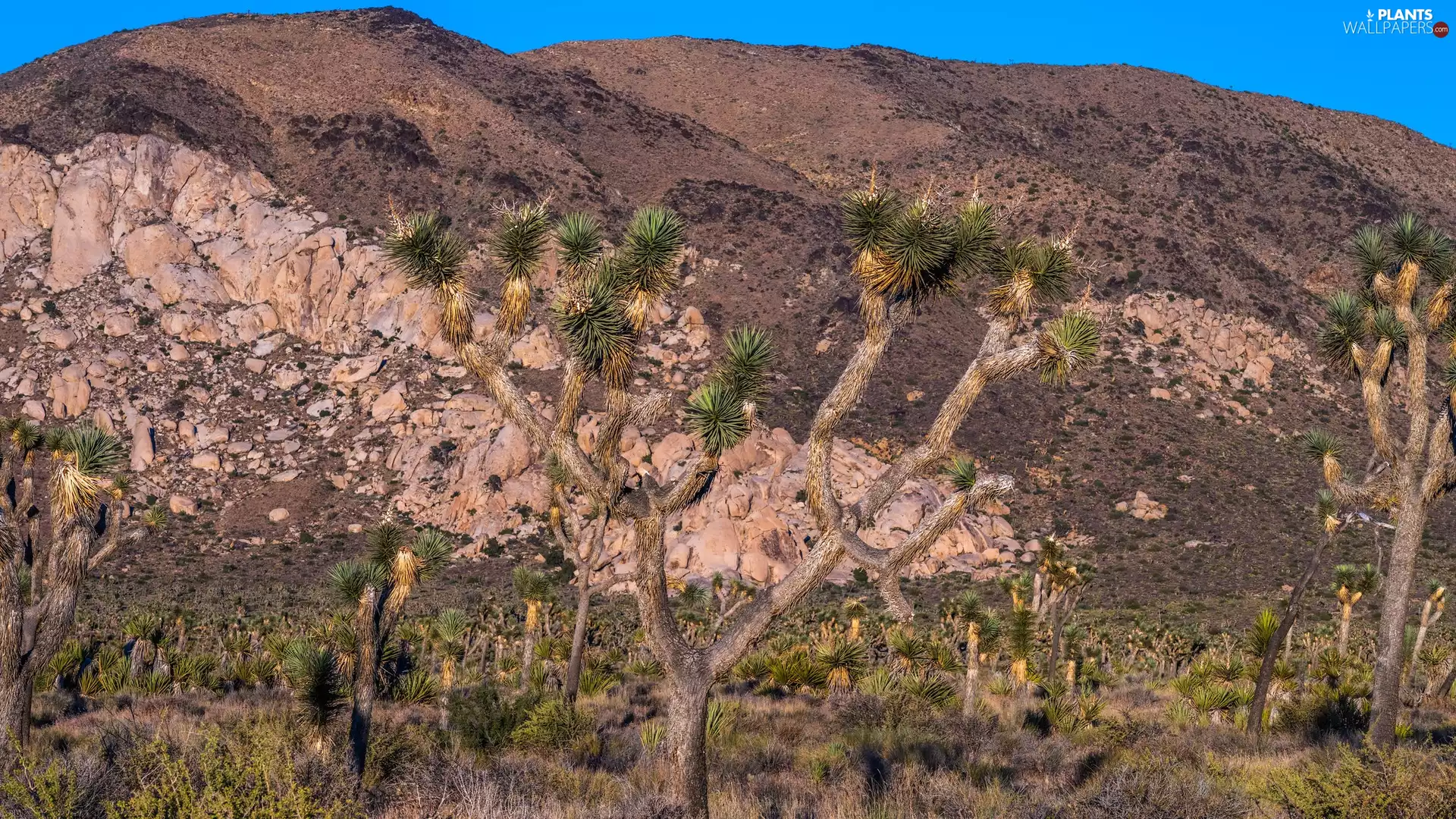 Mountains, Joshua trees, Joshua Tree, rocks
