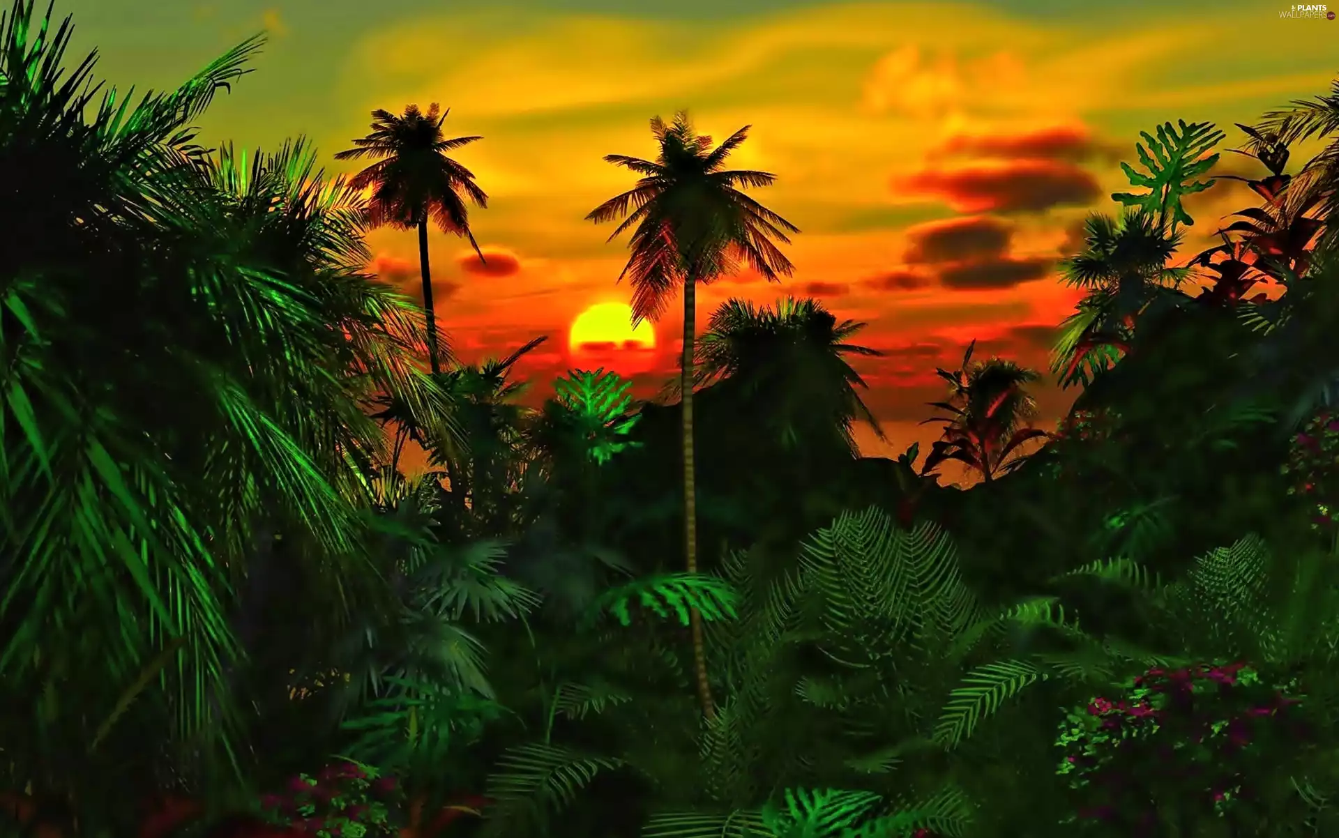 Palms, Great Sunsets, jungle