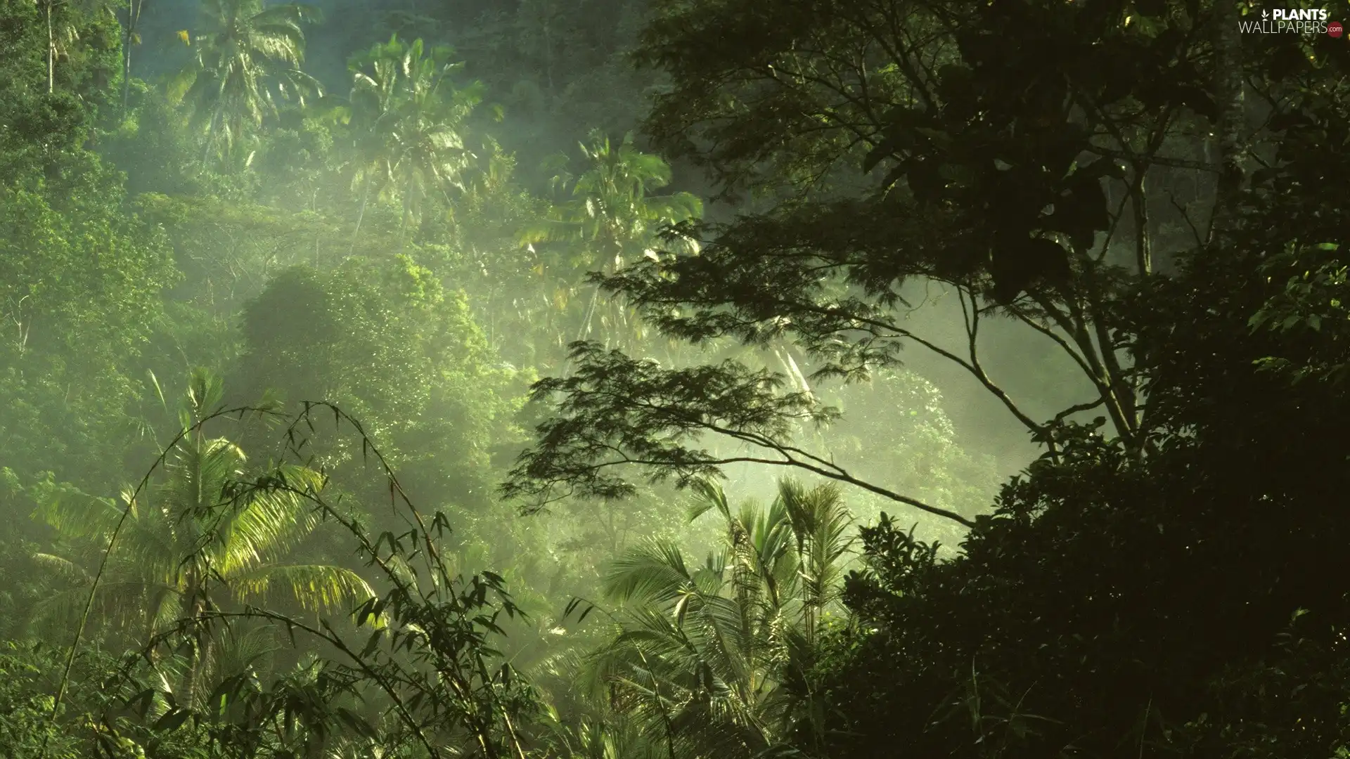 trees, forest, jungle, viewes