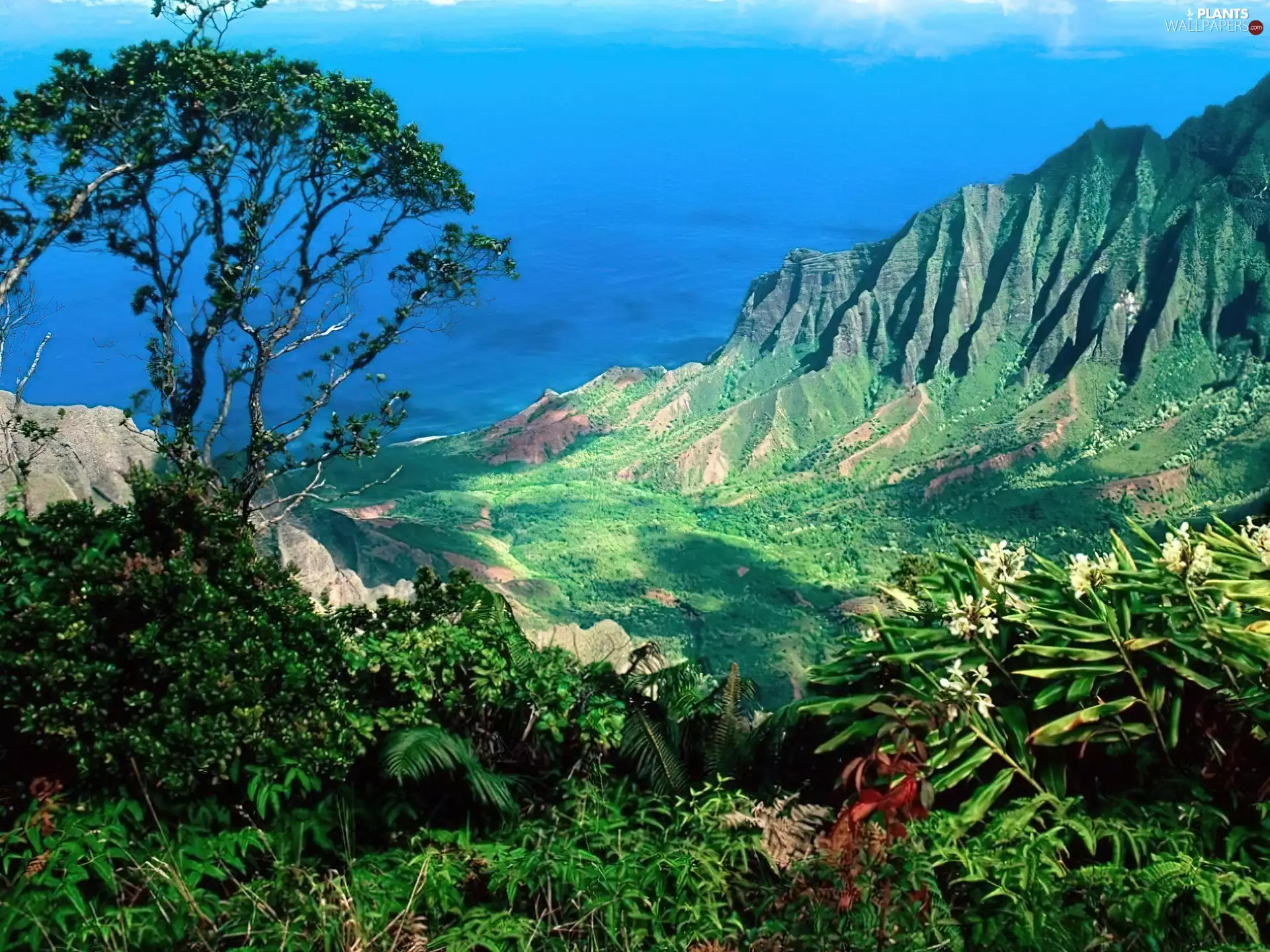 Jungle, Mountains, trees