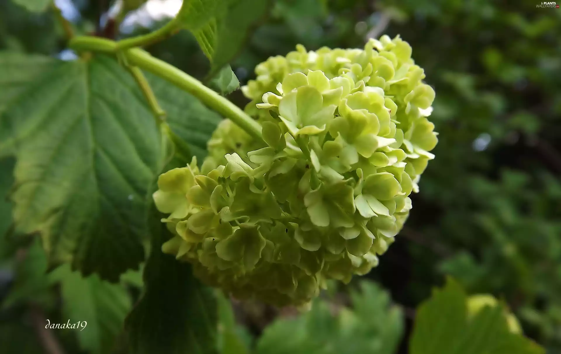 Coral, Colourfull Flowers, Kalina