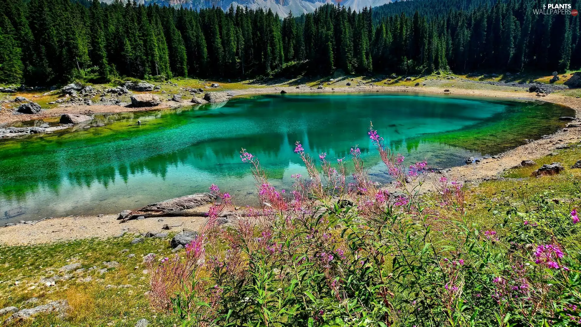 Lago di Carezza, Karersee Lake, forest, trees, South Tyrol, Italy, VEGETATION, Flowers, viewes