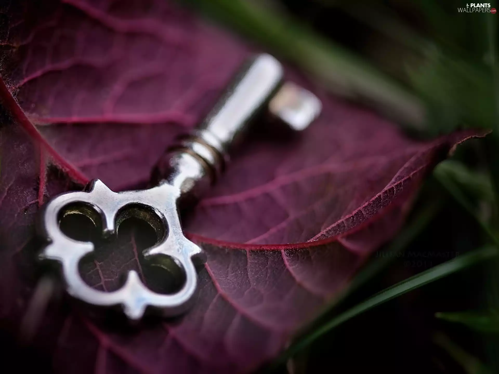 Key, Violet, leaf