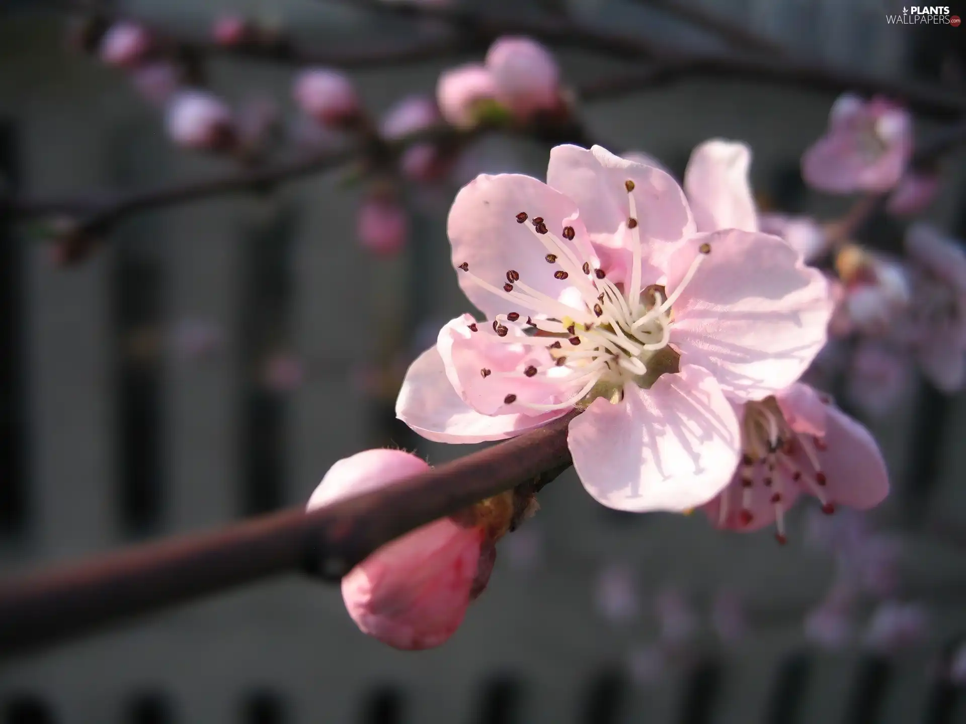 kirsch, stalk, flower