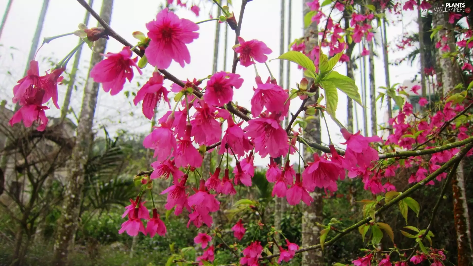 kirsch, Twigs, Flowers