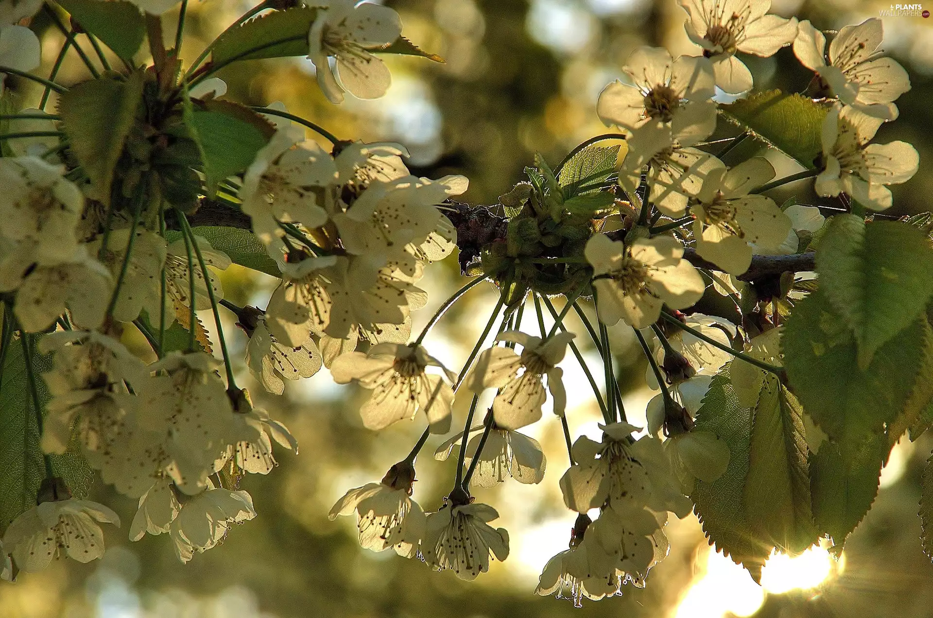 kirsch, twig, Rising