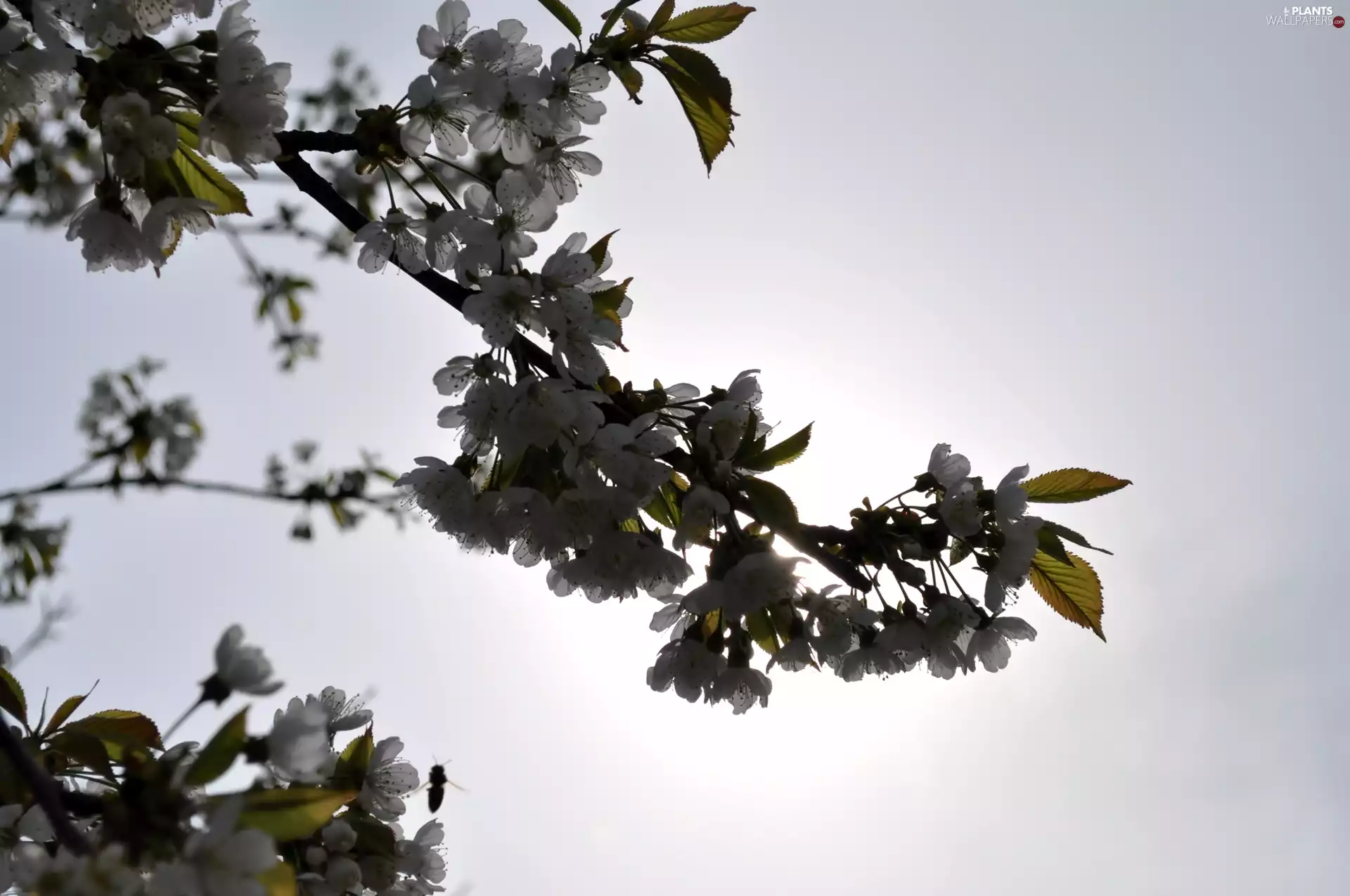 kirsch, Twigs, Rising