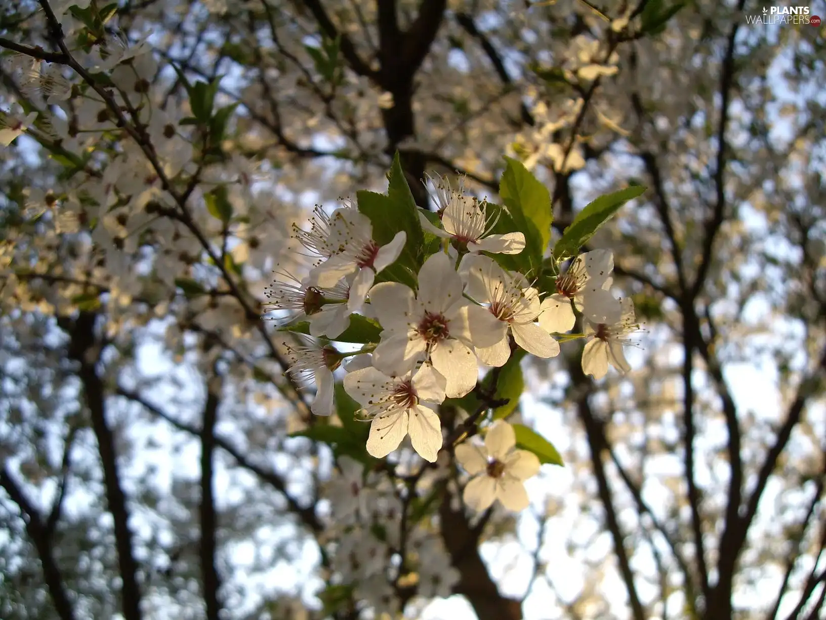 kirsch, Flowers, sapling