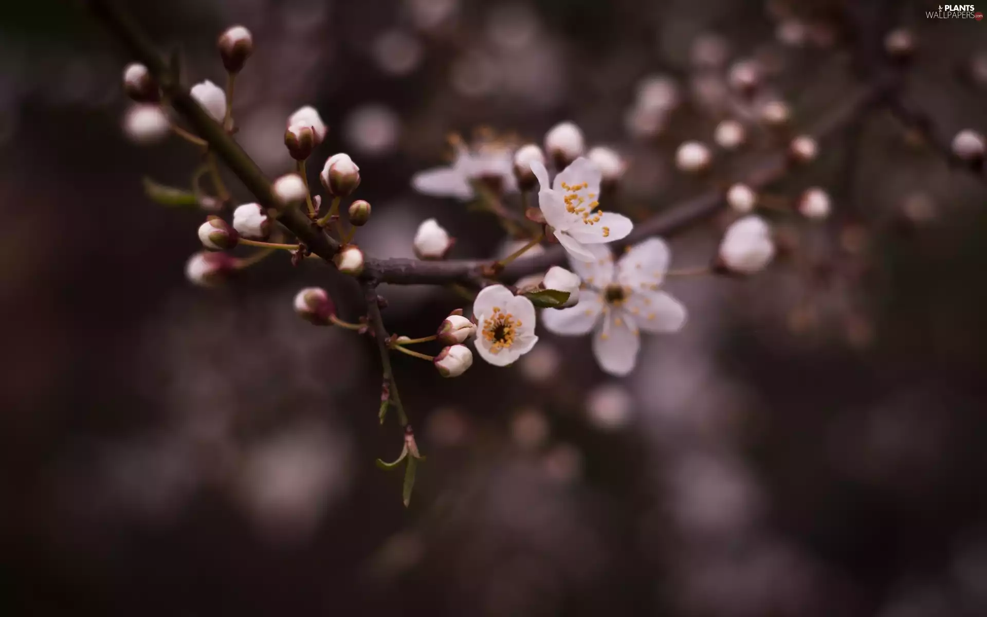 kirsch, Blossoming, twig