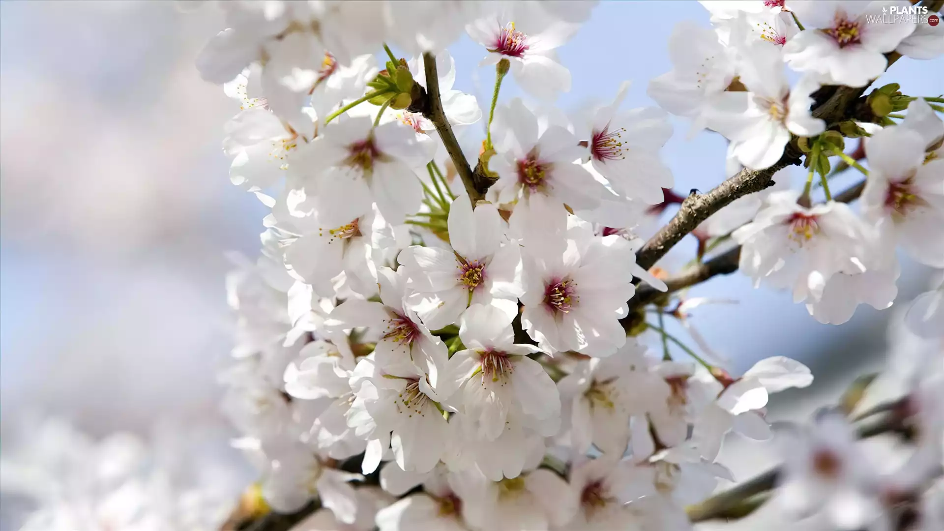 kirsch, Blossoming, twig