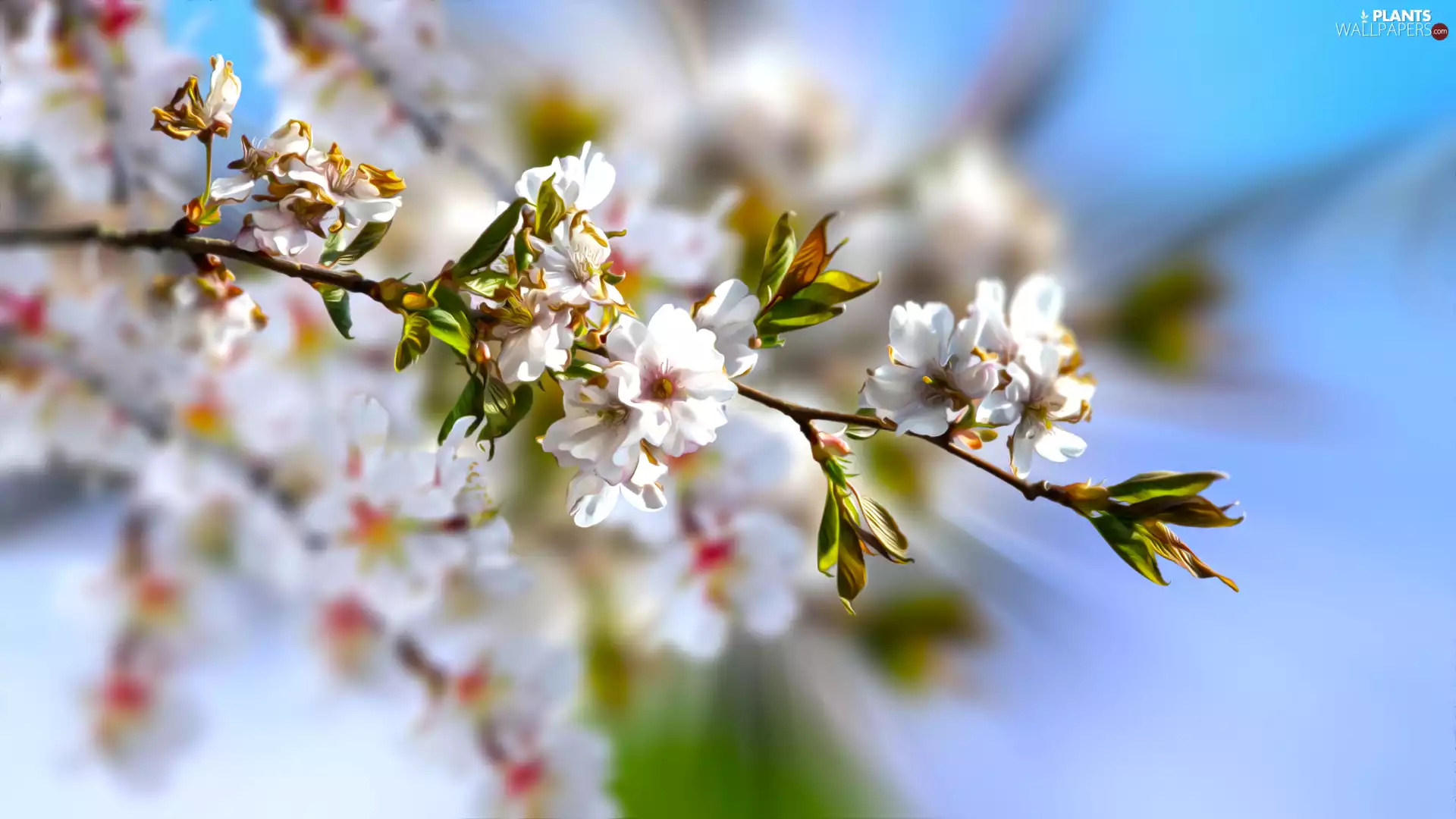 twig, blur, graphics, kirsch