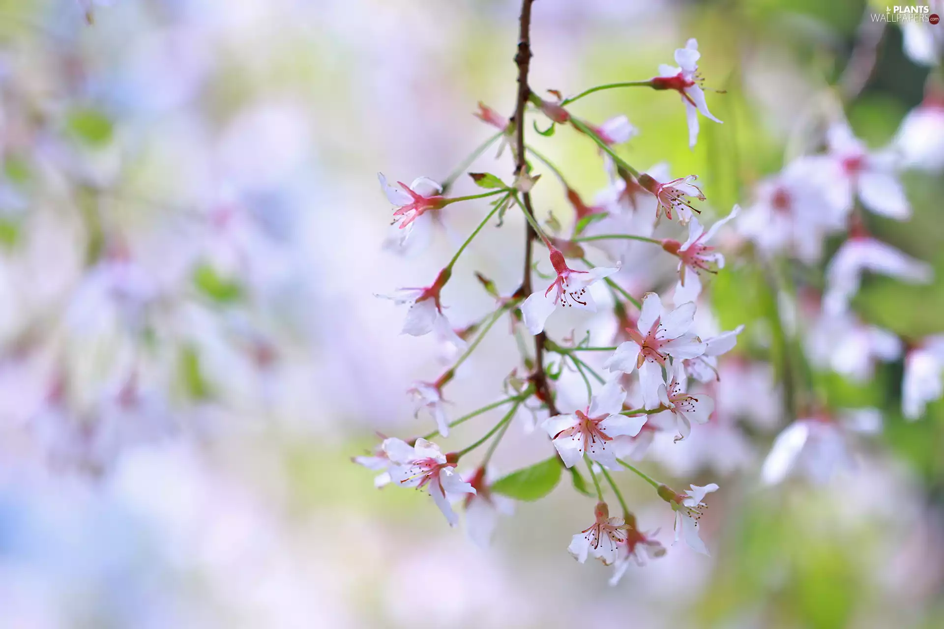 twig, Flowers, White, kirsch