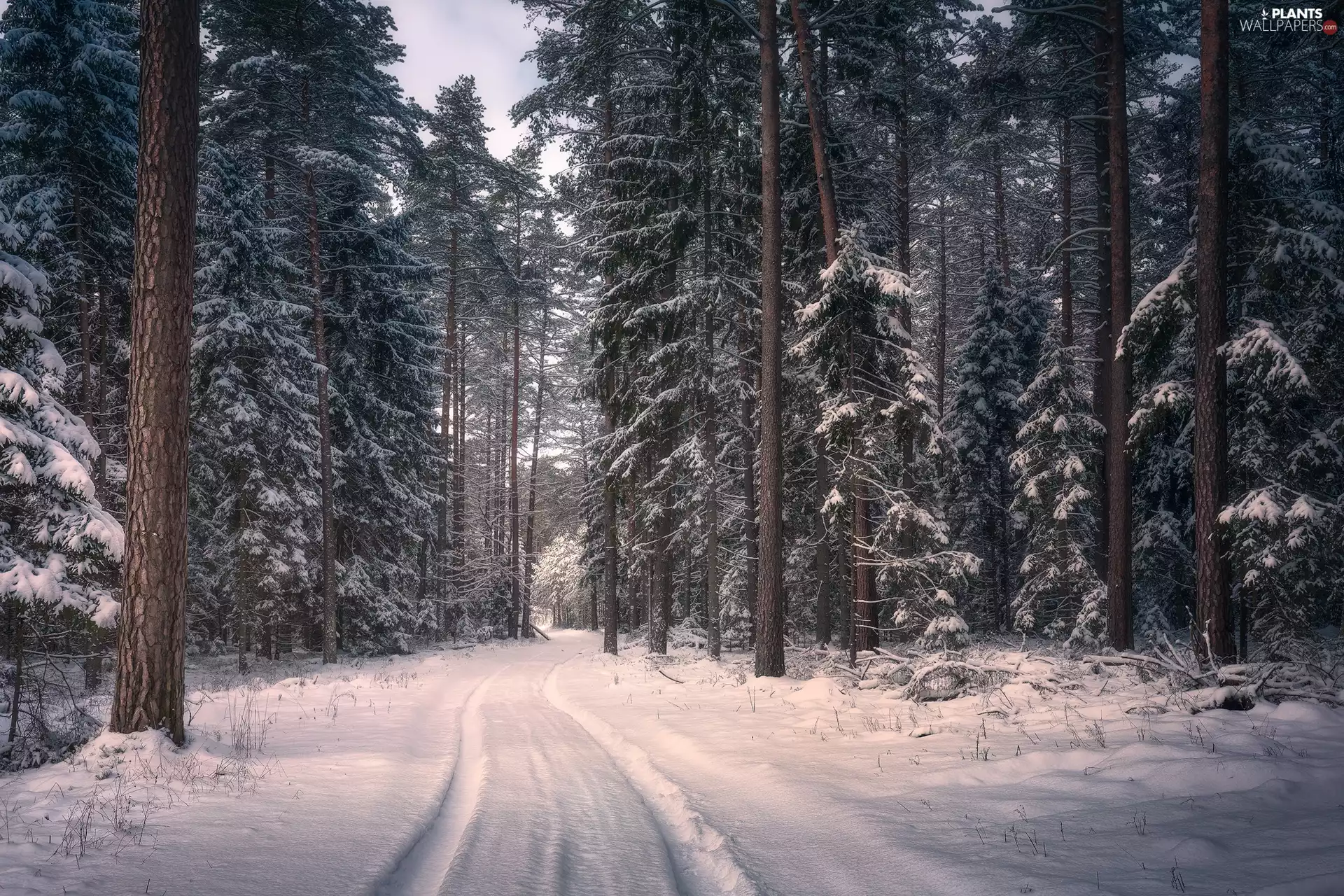 Knyszyn Forest, winter, Way, forest, viewes, Podlachia, Poland, trees