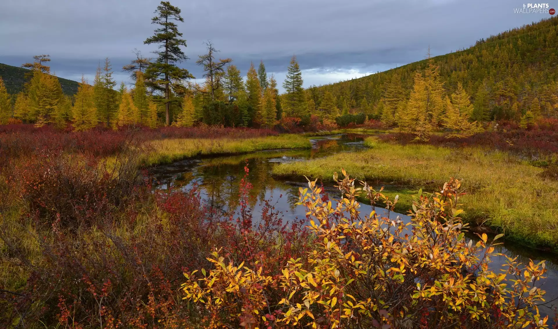 Kolyma River, autumn, Plants, trees, Bush, Yakutia, Russia, viewes