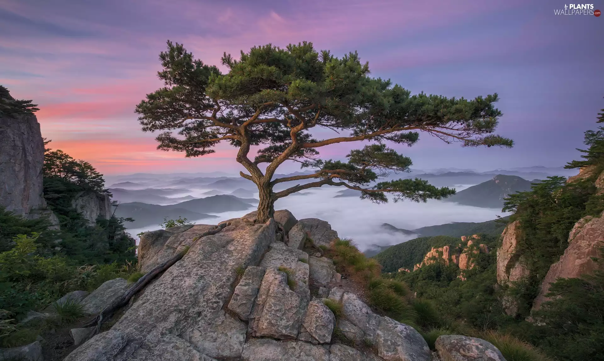 trees, viewes, South Korea, pine, North Jeolla Province, Sunrise, Daedunsan Provincial Park, Mountains