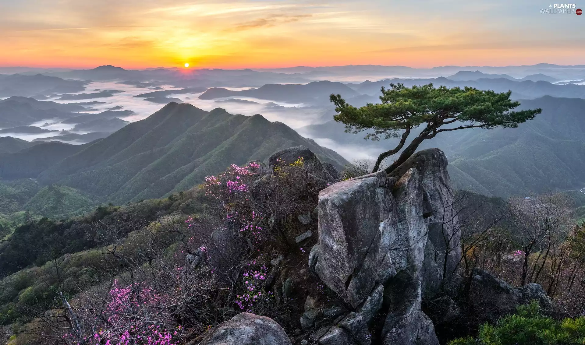 rocks, pine, South Korea, Flowers, North Jeolla Province, Mountains, Sunrise, Daedunsan Provincial Park