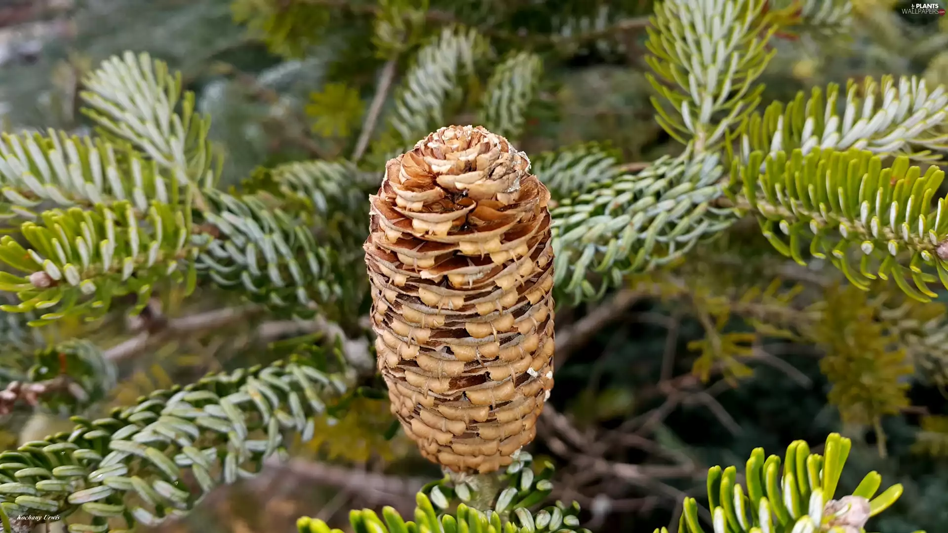 Korean Pine, cone