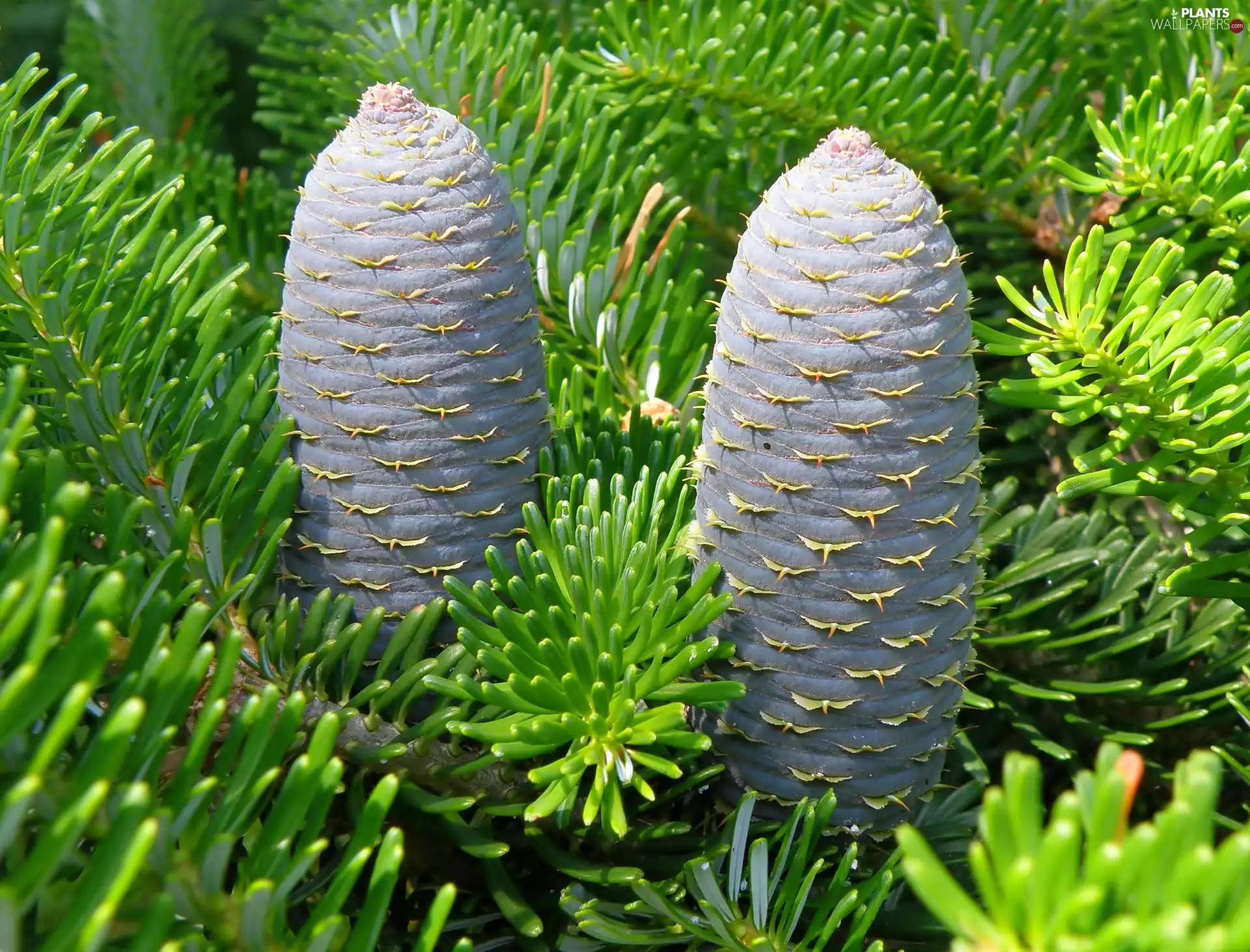 Korean Fir, cones