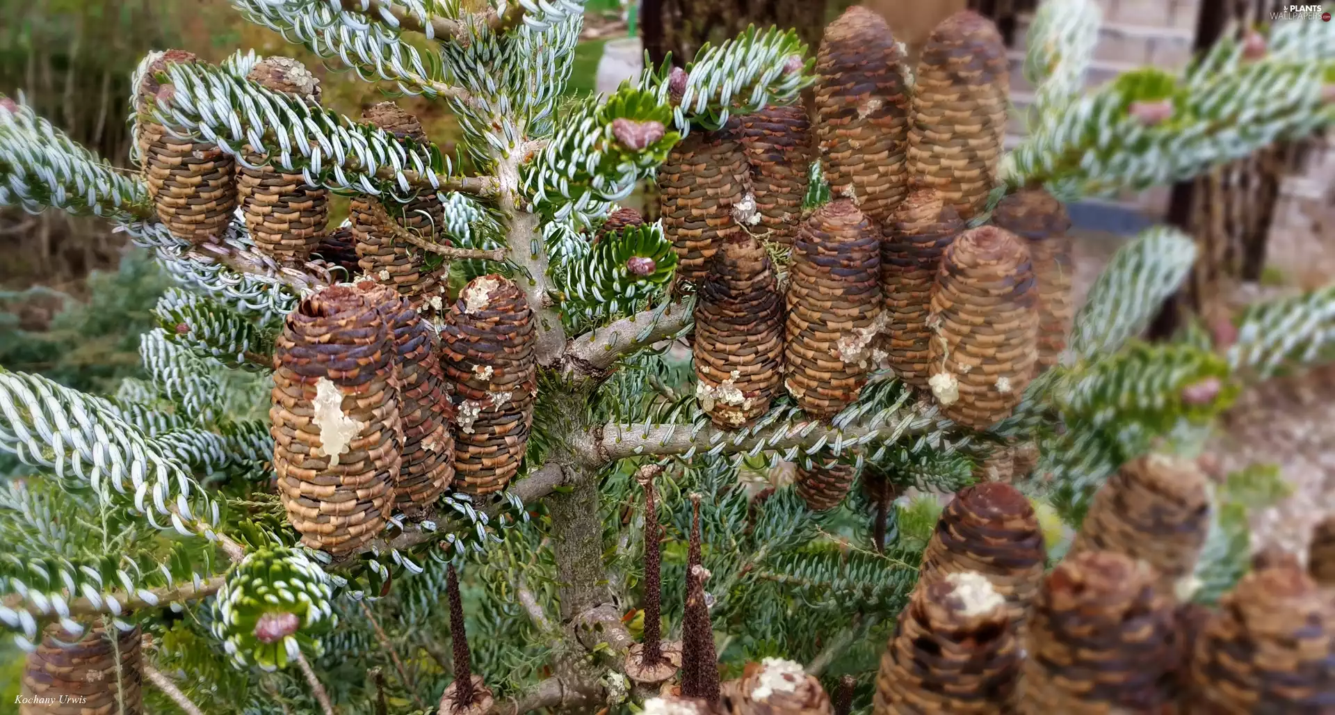 Korean Pine, cones