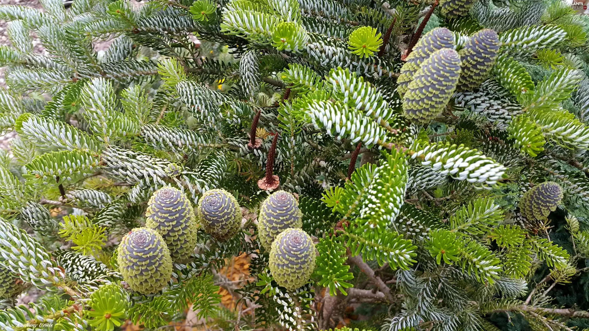 Korean, cones, pine
