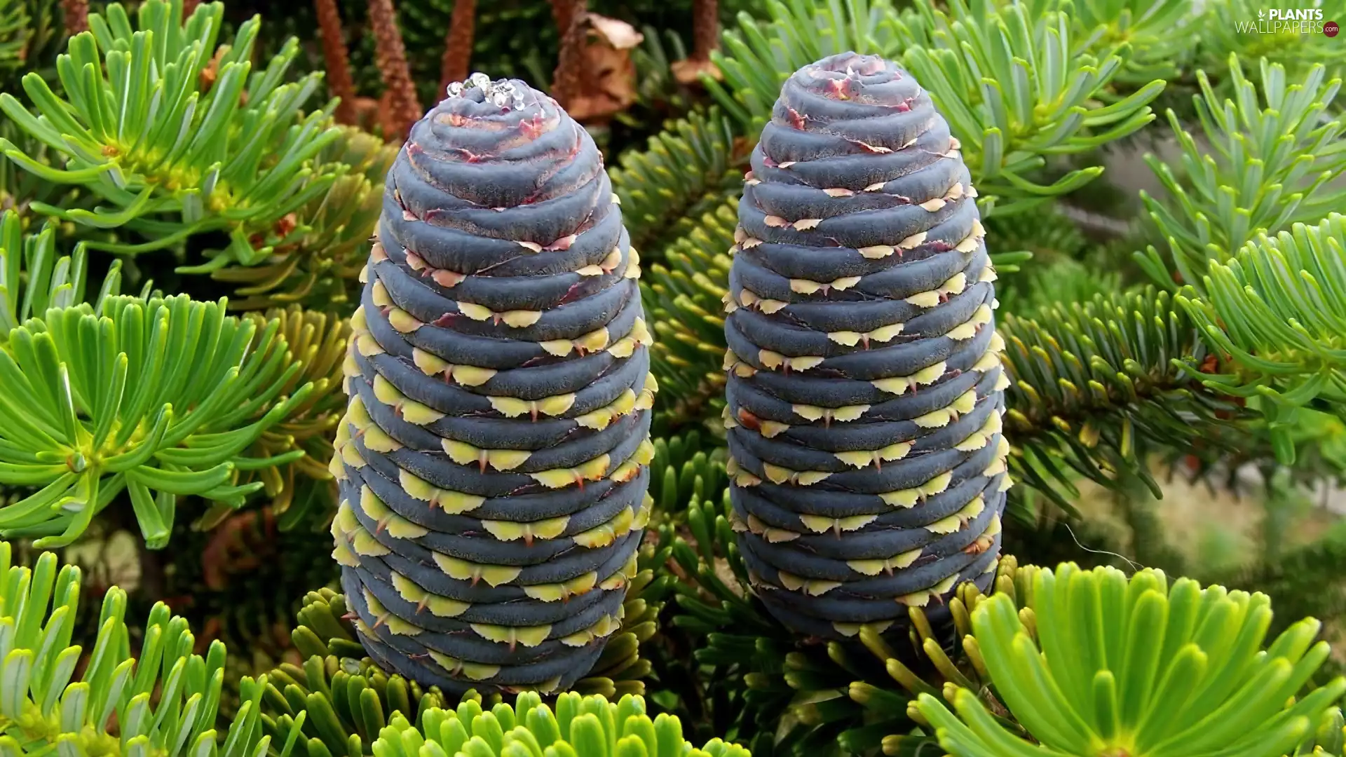 Korean, cones, pine