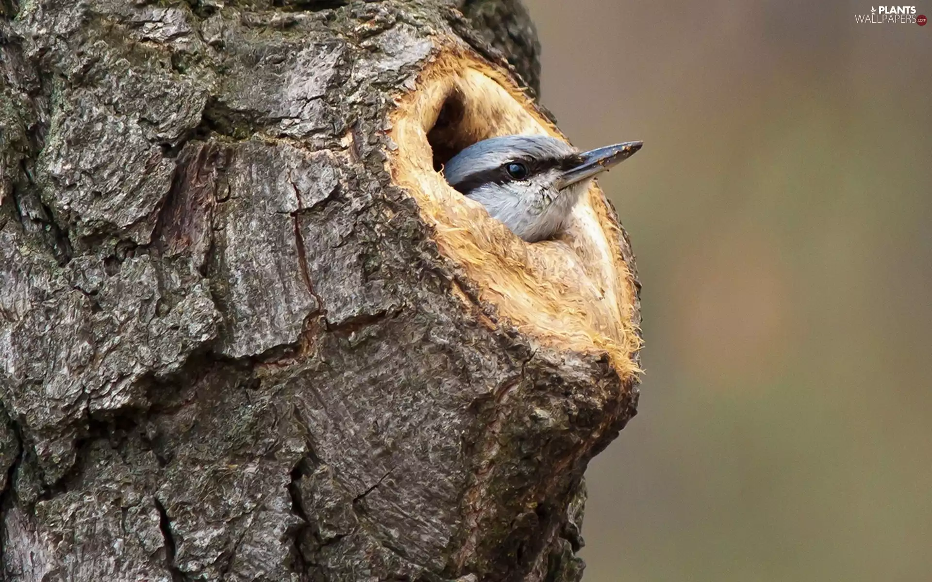 Bird, trees, hollow, Kowalik