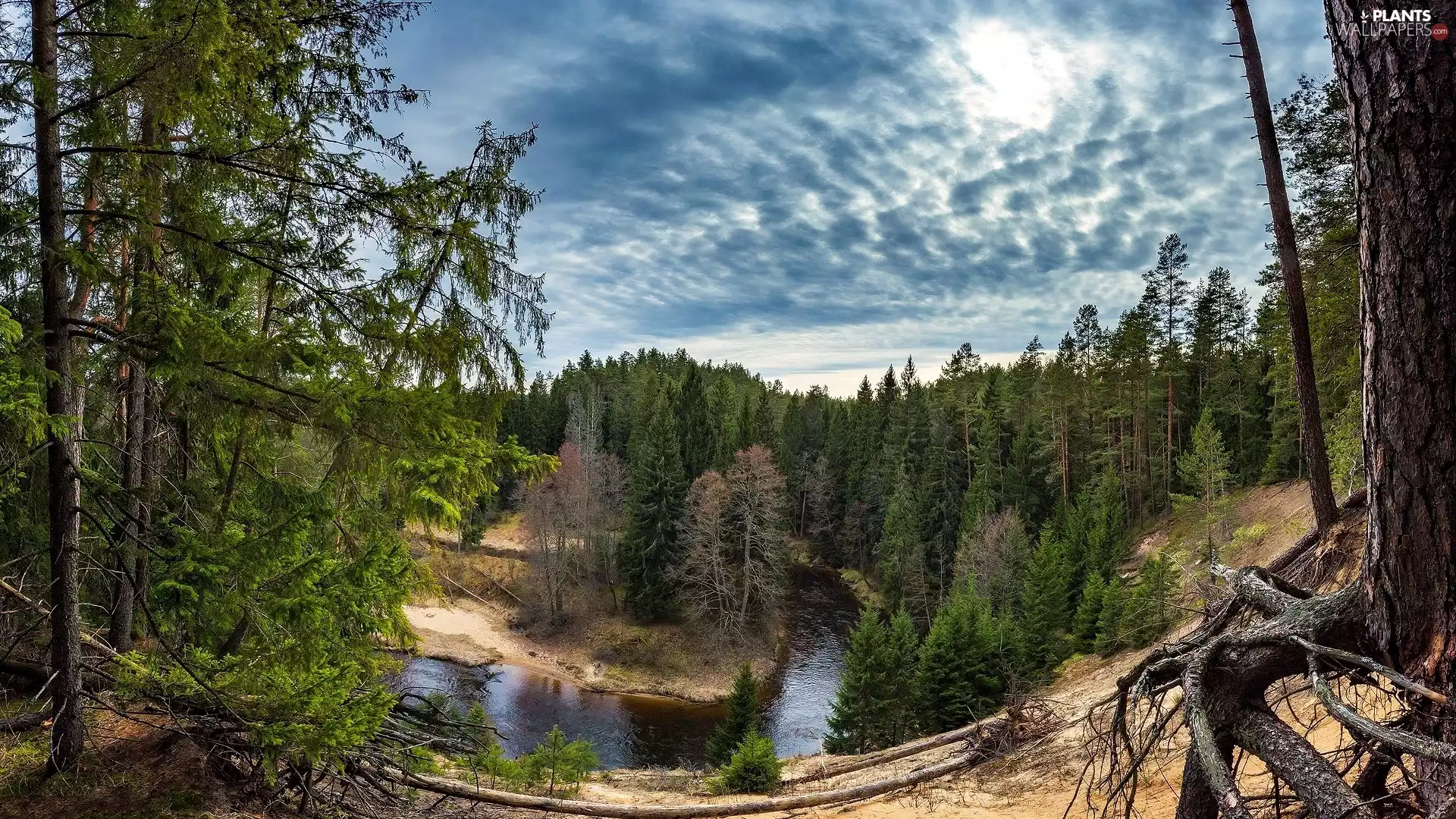 viewes, roots, Ūla River, trees, Lithuania