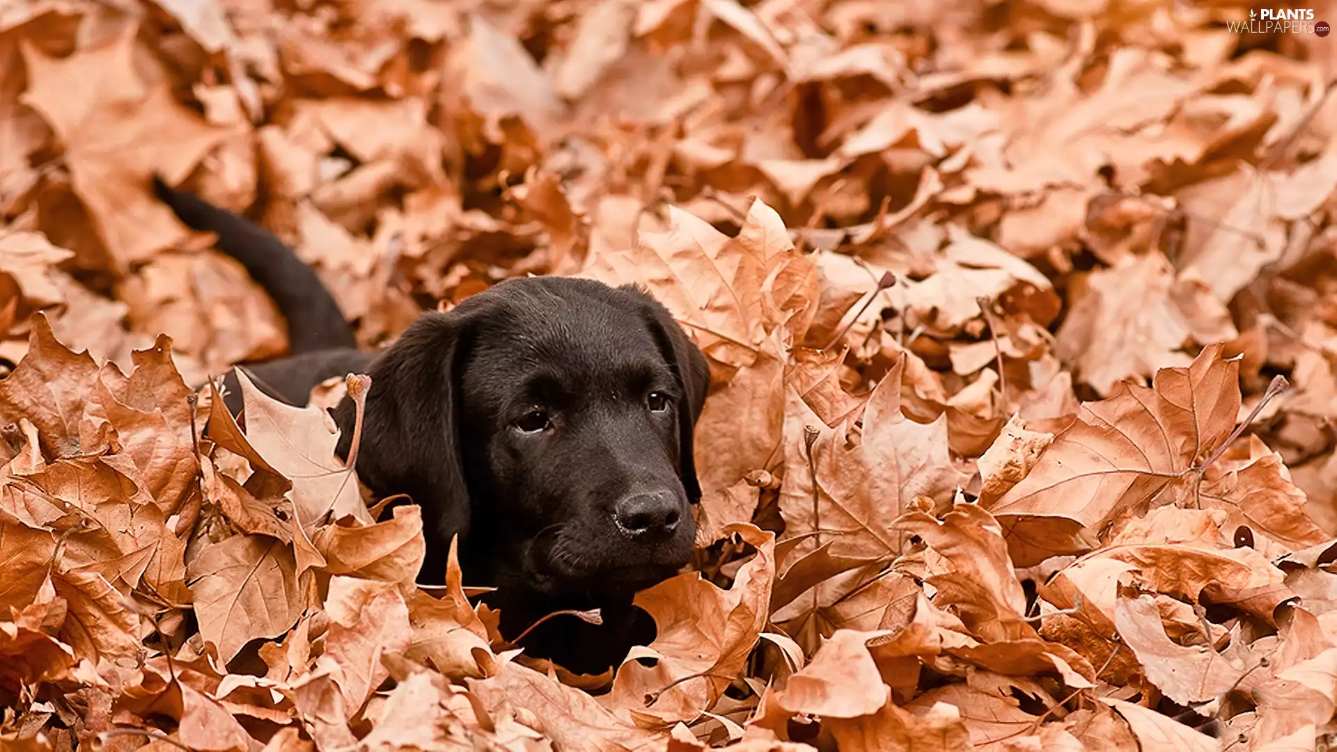 Black, Autumn, Leaf, Labrador