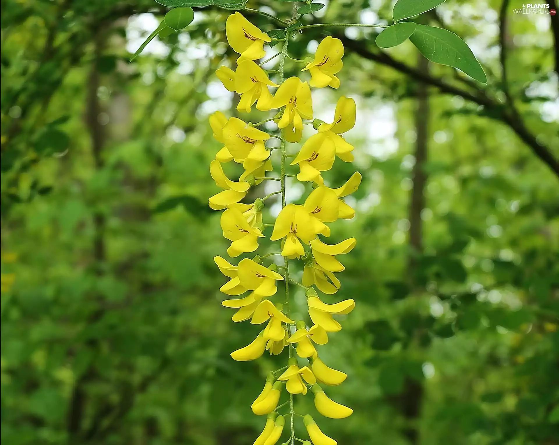 Laburnum